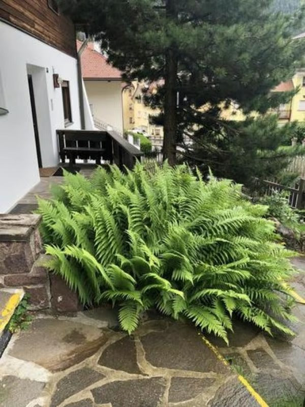 EverBlom™ | Evig grönska, tidlös skönhet – njut av naturen utan underhåll (UV-resistent)